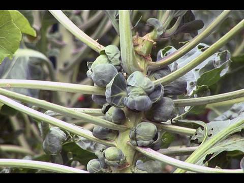 Learning About Brussels Sprouts Learning About Brussels Sprouts