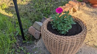 15.06.24.Дача..Обрезка сирени.Подготовка кашпо и пересадка петунии.