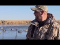 breaking ice mallards and snow geese