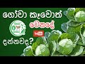 ගෝවා කෑවොත් වෙන දේ දන්නවද? | Cabbage | Ceylon Green Market