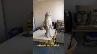 olha isso gente #comedy #catvideos #funny