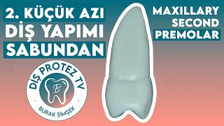 Üst 2. Premolar Diş Yapımı | Maxillary Second Premolar | Diş Morfolojisi