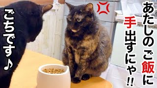 1匹だけ個性が爆発してる猫の食べ方に みんなドン引き💧