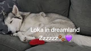 Loka in dreamland