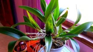 Cattleya orchid growing information.  Beginner orchid growing tips.