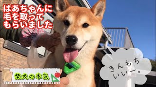 【柴犬】換毛期真っ最中！ばあちゃんの巣で毛を取ってもらった柴犬の本気【shibainu】