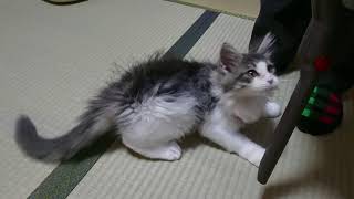 掃除機で吸われたいメインクーンの子猫【ミク】