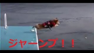 【コーギー】足の短いコーギーがジャンプするとこうなります【やっぱり犬が好き】