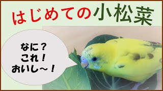 セキセイインコのれもん、初めての小松菜を食べたときの反応。