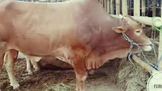 081297976189 Jual hewan qurban Pulo gadung