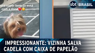 Cachorrinha cai do último andar e vizinha salva com caixa de papelão | SBT Brasil (21/02/25)