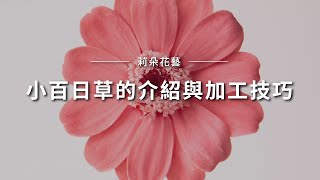 小百日草的介紹與加工技巧｜莉朵花藝