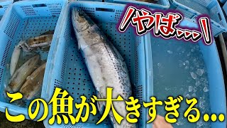 〇〇cm越え！？超巨大すぎるこの魚の正体は...