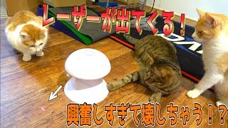 レーザーが出るおもちゃに大興奮の猫が思わずぶっ壊してしまう！？