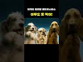 정관장 아무도 못 막아 농구 농구쇼츠 basketball nba 농구하이라이트 kbl하이라이트 kbl basketballgame 하이라이트