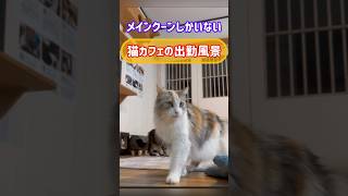 メインクーンしかいない【猫カフェの出勤風景】#cat #cooncat #もふもふ