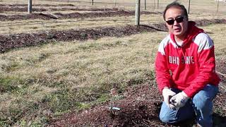 Specialty Fruit Report: How to prune a young Blueberry Bush?