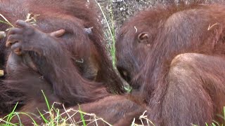 リキ、アピ、ホッピー、団子状態で遊ぶ・オランウータン