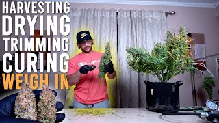 HOW TO HARVEST AUTOFLOWERS EASILY: DRYING TRIMMING CURING AND WEIGH IN RESULTS FROM 430 WATTS. EP5