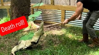 Crazy death rolling crocodile!