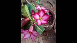 பாலைவன ரோஜா🌹/ Adenium#shorts#flowers#rose#adenium#adeniumdesertrose#homegarden#plants#homegarden#🌹