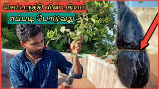 செம்பருத்தி எளிதில் பதியம் போடுவது எப்படி ? @gardeningtamil