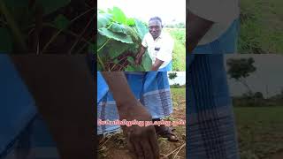 லட்சங்களில் வருமானம் கிடைக்கும் சேப்பங்கிழங்கு விவசாயம் #nature #shorts ‎@kobavan_vlogs 