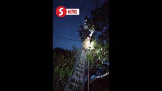 Man rescued from durian tree after climbing to retrieve drone