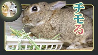 🐰お出かけ前に🌿チモり中❣😋【 ウサギのちゃび 】　2025年2月9日