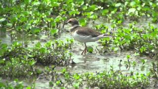 野鳥撮影・ コチドリ Little ringed plover