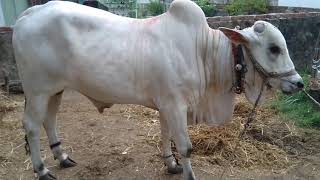 18 months Ongole male calf