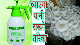 च्याउमा पानी कसरी कुन बेला राख्ने?||How to put water in mushroom ball?|| When to pour water in mush?