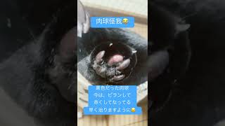 黒猫ちゃん怪我 肉球が怪我をして赤くて痛そうです #shorts