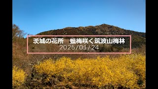 茨城の花所　蠟梅咲く筑波山梅林