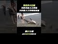 pt2 3 海洋馆里为什么看不到大白鲨，人工养殖大白鲨有多难？【科普任意门】 shorts