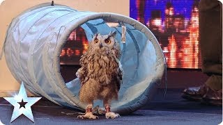 Rocky the owl is a hoot! - Britain's Got Talent 2014 - Berkley Owls