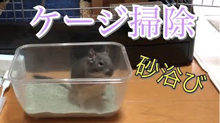 【ケージ掃除】砂を変えてあげて喜ぶデグーが可愛い！！