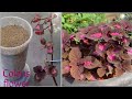 How to grow coleus by cutting/ Coleus flower