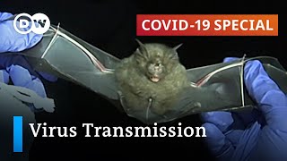 How dangerous is virus transmission from wild animals to humans | COVID-19 Special