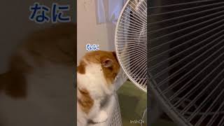 扇風機を初めて見た時のねこ#short#cat#扇風機#ショート