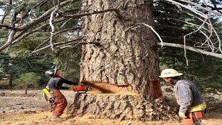 Incredible Fastest Chainsaw Cutting Down Big Tree Skill, Dangerous Stihl Tree Felling Climb Skill