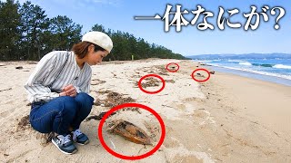 【事件】ローカルタレントが富山湾で大量死していた謎の生物を調べる