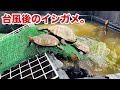 長く続いた雨の後、屋外飼育ニホンイシガメの状態確認！