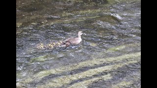 カルガモの新家族_恩田川