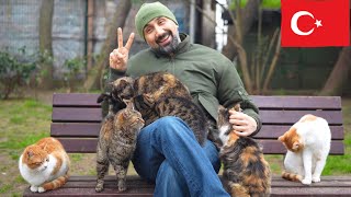 A Bench Full of Love: Man and 6 Cats in Istanbul [4K]