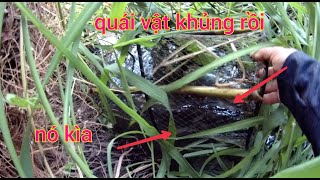 #82 thăm lờ cá dính quái vật ở đường kênh cỏ #sănbắt ll thơ vlogs