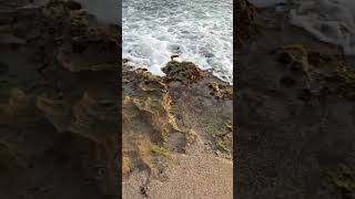 Thalpe Beach||#nature#viralvideo#beachvibes #shotsvideo  🏄🏄🏄🏄🏄