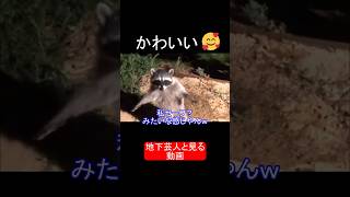 地下芸人と見る動画　面白いアライグマ