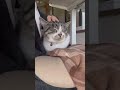 飼い主の膝の上でフミフミする甘えん坊猫