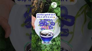 कहीं आप भी तो नहीं पी रहे ब्लू कीड़ों वाली अपराजिता Blue Tea 🪻😱 #uniquefarming